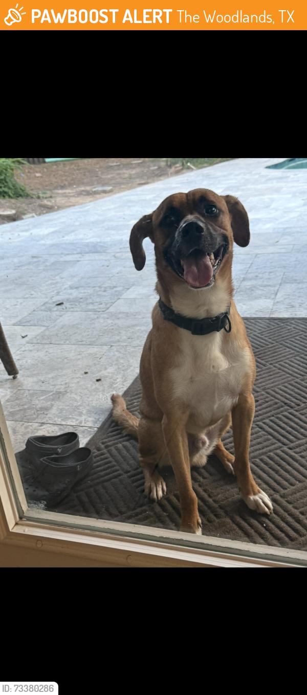Found/Stray Male Dog last seen Cochran’s Bend Shadowbend, The Woodlands, TX 77381