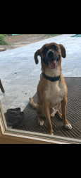 Found/Stray Male Dog last seen Cochran’s Bend Shadowbend, The Woodlands, TX 77381