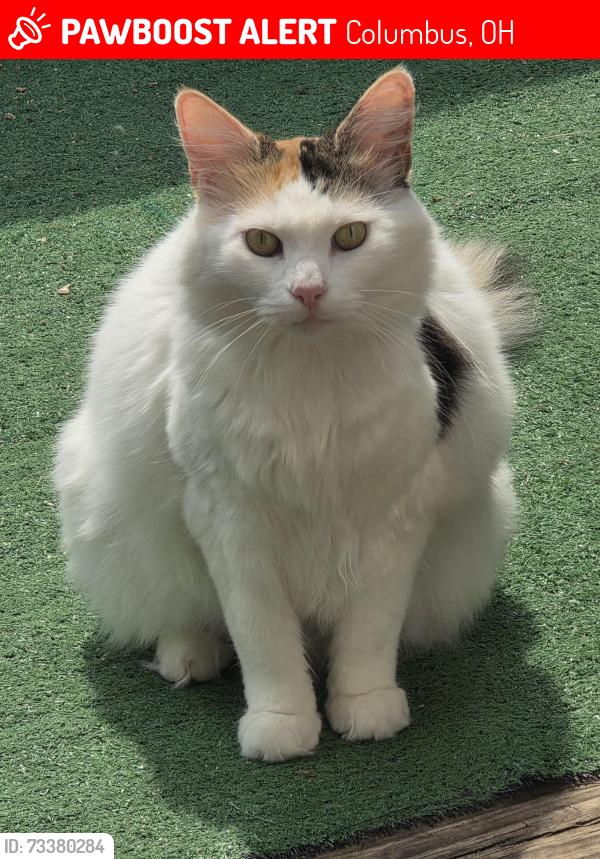 Lost Female Cat last seen Near Mulberry Drive, Columbus, OH 43235