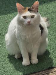 Lost Female Cat last seen Near Mulberry Drive, Columbus, OH 43235