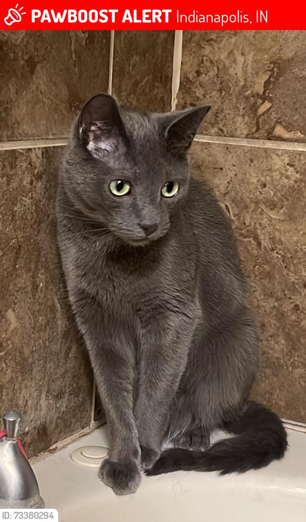 Lost Male Cat last seen W Edgewood Ave & Kopetsky Dr, Indianapolis, IN 46217