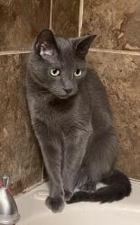 Lost Male Cat last seen W Edgewood Ave & Kopetsky Dr, Indianapolis, IN 46217