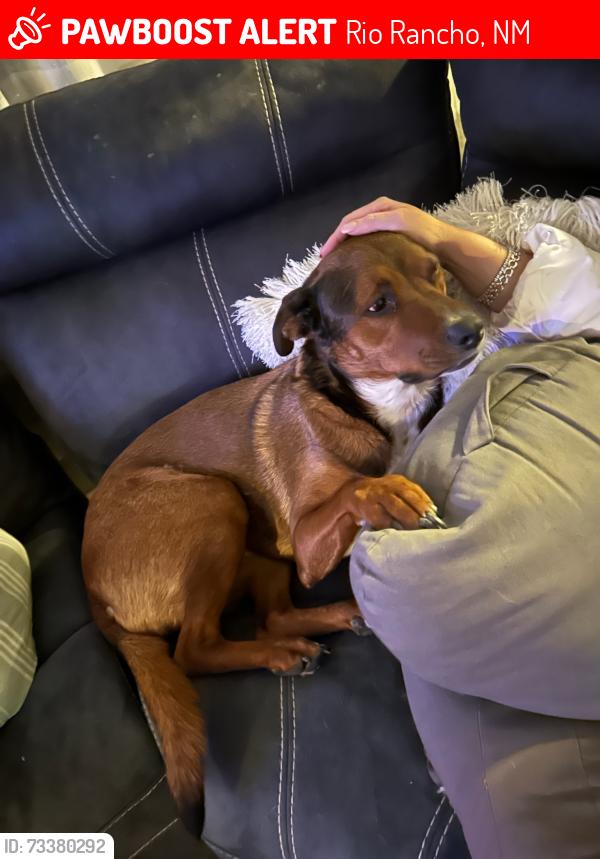 Lost Female Dog last seen Idalia & Abrazo, Rio Rancho, NM 87124