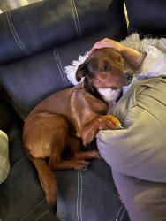Lost Female Dog last seen Idalia & Abrazo, Rio Rancho, NM 87124