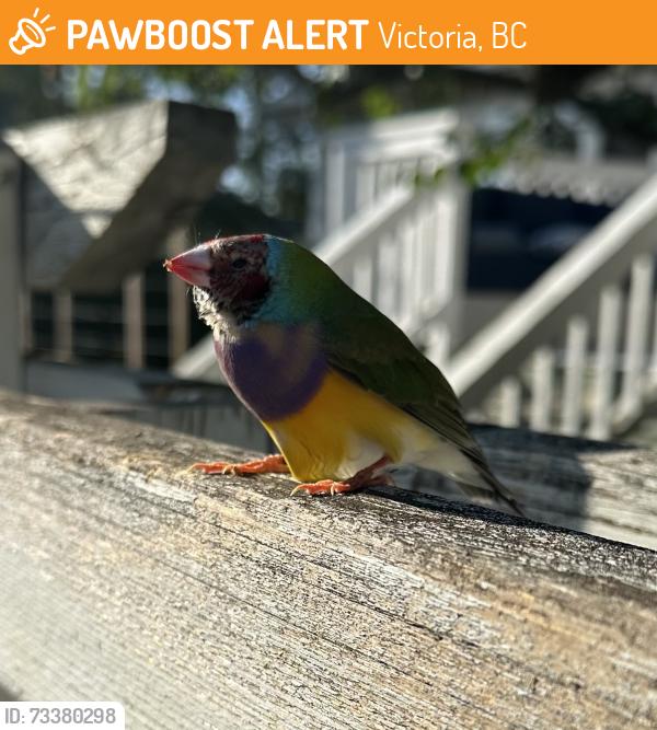 Found/Stray Unknown Bird last seen Begbie Green, Fernwood, Victoria BC, Victoria, BC 