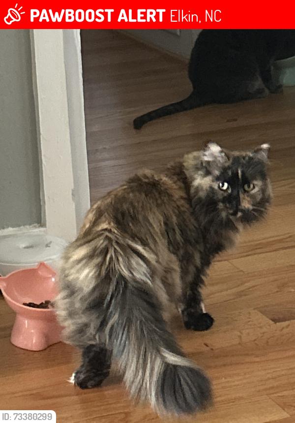 Lost Female Cat last seen Elkin Elementary School, Elkin, NC 28621