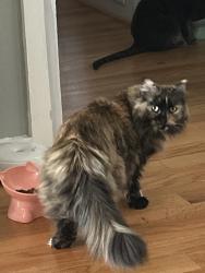 Lost Female Cat last seen Elkin Elementary School, Elkin, NC 28621