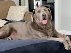Lost Female Dog last seen Charleston and Melanie, across from Kimzey Park, Colleyville TX, Colleyville, TX 76034