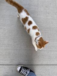 Found/Stray Male Cat last seen Wildflower Grove Park, Fargo, ND 58102
