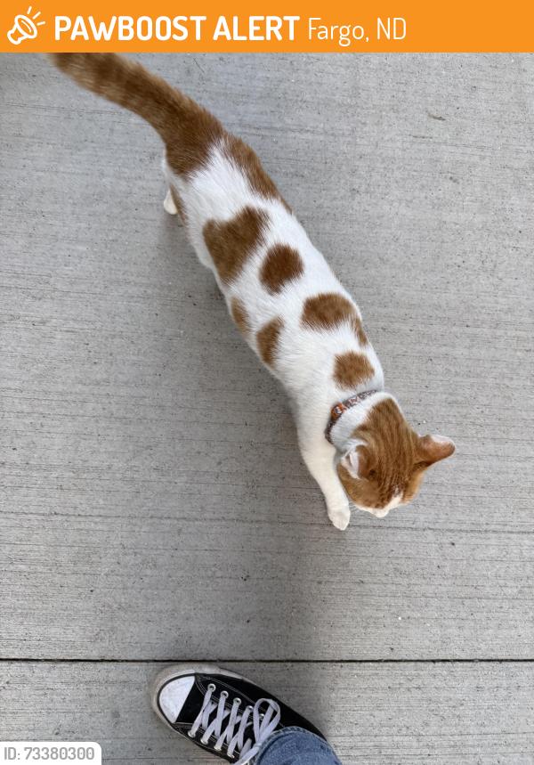 Found/Stray Male Cat last seen Wildflower Grove Park, Fargo, ND 58102