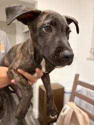 Found/Stray Male Dog last seen Hafer Park, Edmond, OK 73034