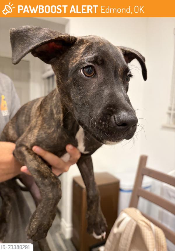 Found/Stray Male Dog last seen Hafer Park, Edmond, OK 73034
