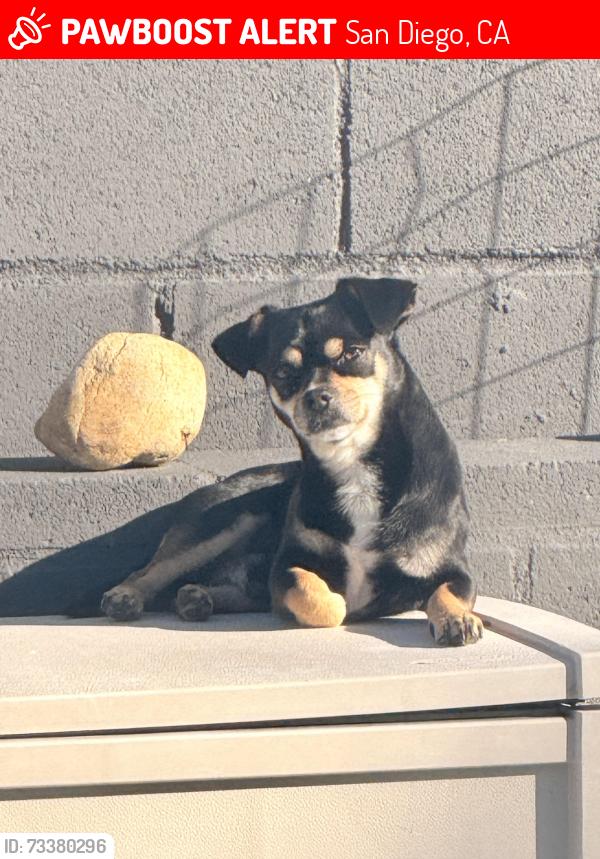 Lost Male Dog last seen Glen Vista St., San Diego, CA 92114