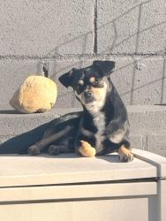 Lost Male Dog last seen Glen Vista St., San Diego, CA 92114