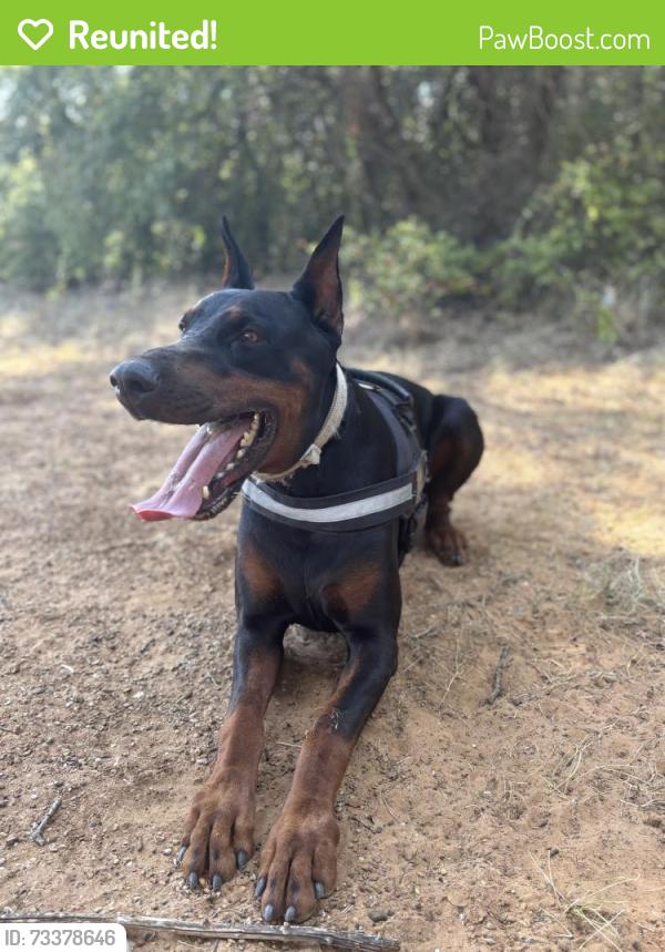 Reunited Male Dog last seen Bear creek ln, Arlington, TX 76006