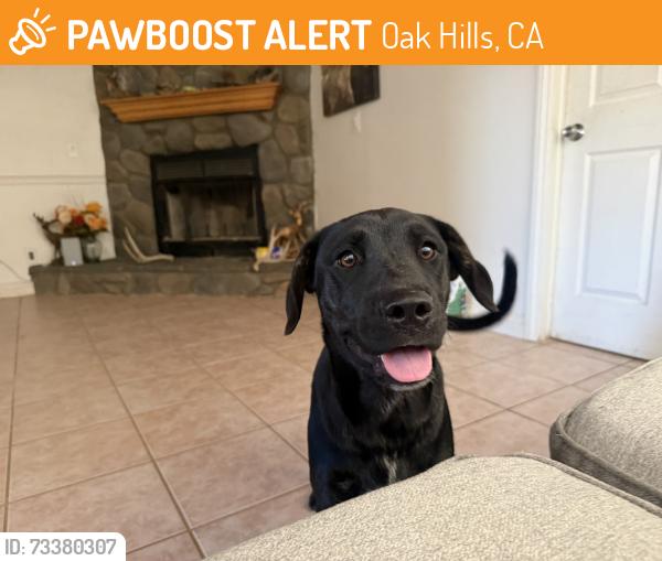 Found/Stray Female Dog last seen Escondido & ranchero, Oak Hills, CA 92344