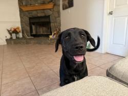Found/Stray Female Dog last seen Escondido & ranchero, Oak Hills, CA 92344