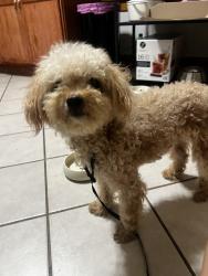 Found/Stray Unknown Dog last seen 40th Pl and Rockwell ave, Chicago, IL 60632