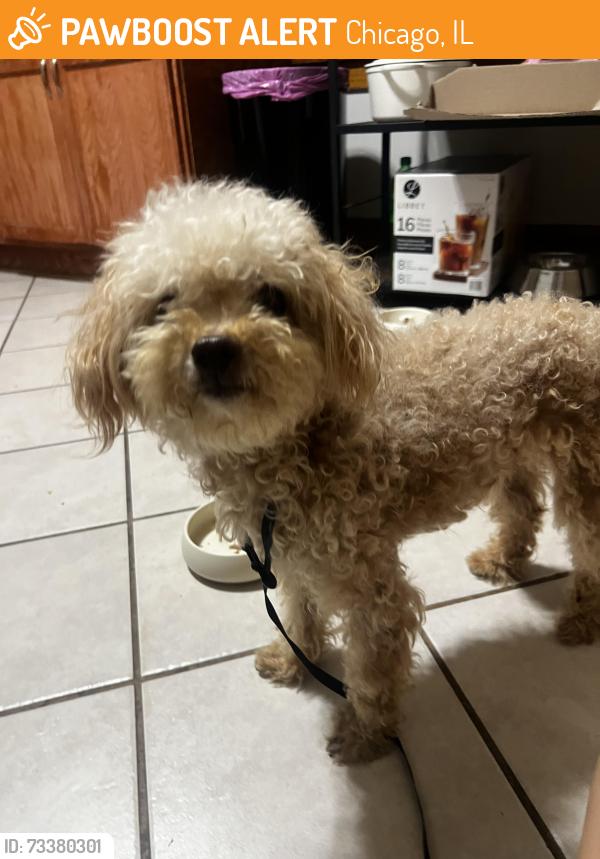 Found/Stray Unknown Dog last seen 40th Pl and Rockwell ave, Chicago, IL 60632