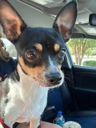 Found/Stray Female Dog last seen Peters Creek Pkwy, near Bojangles, Winston-Salem, NC 27103