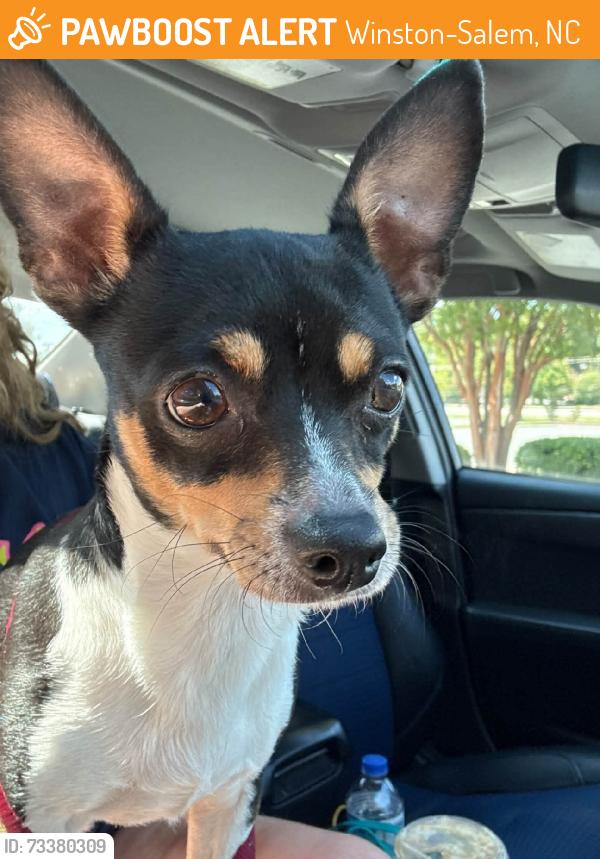 Found/Stray Female Dog last seen Peters Creek Pkwy, near Bojangles, Winston-Salem, NC 27103