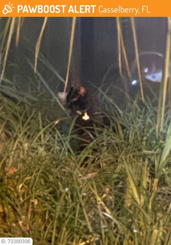 Found/Stray Unknown Cat last seen Under cars walking about, Casselberry, FL 32707