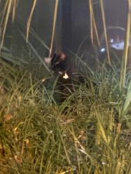 Found/Stray Unknown Cat last seen Under cars walking about, Casselberry, FL 32707