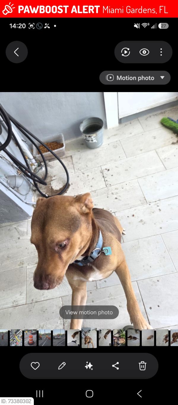 Lost Male Dog last seen Near st 34 ct, Miami Gardens, FL 33056