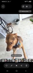 Lost Male Dog last seen Near st 34 ct, Miami Gardens, FL 33056