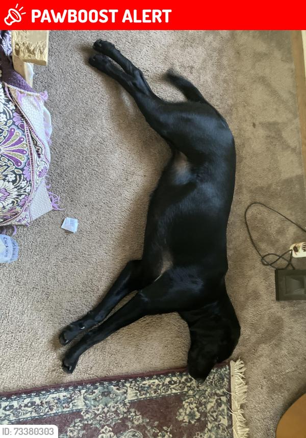 Lost Female Dog last seen Highway 70 near Jimsbranch Rd, Buncombe County, NC 28778