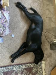 Lost Female Dog last seen Highway 70 near Jimsbranch Rd, Buncombe County, NC 28778