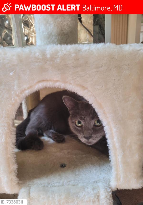Lost Male Cat last seen Highgate Road, Baltimore, MD 21215