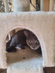 Lost Male Cat last seen Highgate Road, Baltimore, MD 21215