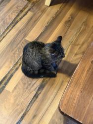 Found/Stray Female Cat last seen Faith Community, Thomasville, NC 27360