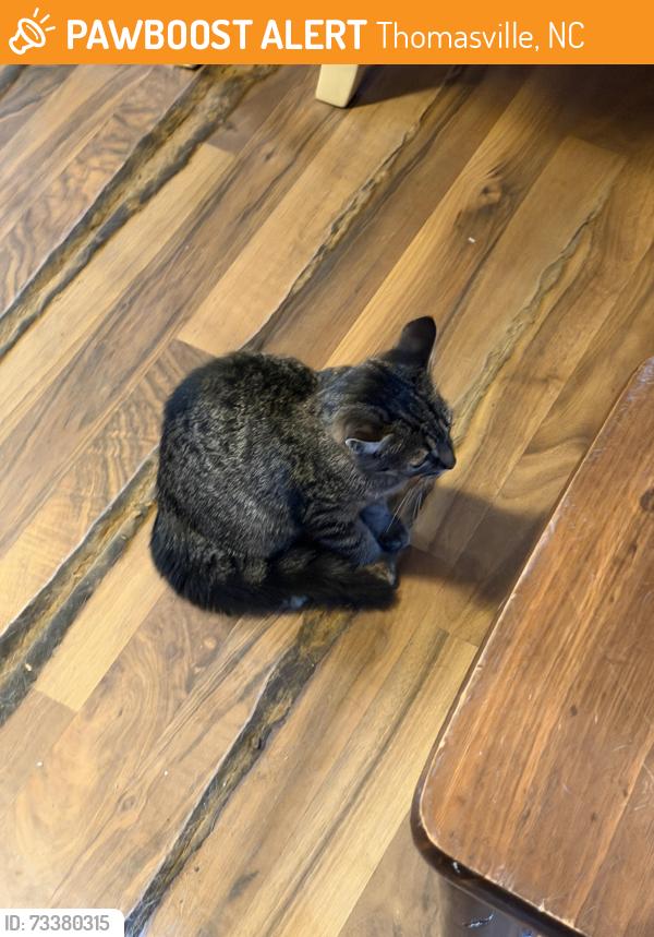 Found/Stray Female Cat last seen Faith Community, Thomasville, NC 27360