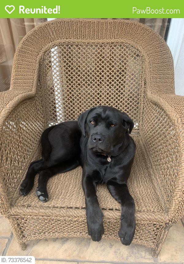Reunited Female Dog last seen Edgemont & Franklin, Los Angeles, CA 90027