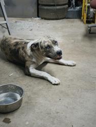 Found/Stray Female Dog last seen Rockmart Rd car shop, Floyd County, GA 30173