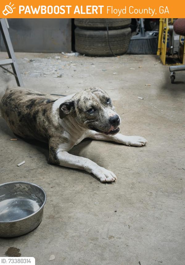 Found/Stray Female Dog last seen Rockmart Rd car shop, Floyd County, GA 30173