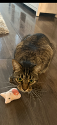 Reunited Female Cat last seen Southern Valley loop, Brooksville, FL 34601