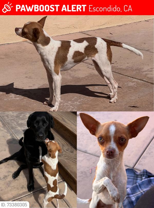 Lost Female Dog last seen Orange Glen Elementary, Escondido, CA 92027