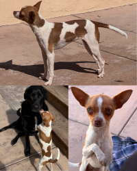 Lost Female Dog last seen Orange Glen Elementary, Escondido, CA 92027
