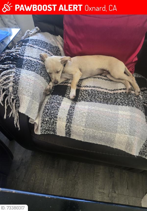 Lost Male Dog last seen Cloyne, Oxnard, CA 93033