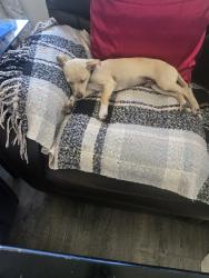 Lost Male Dog last seen Cloyne, Oxnard, CA 93033