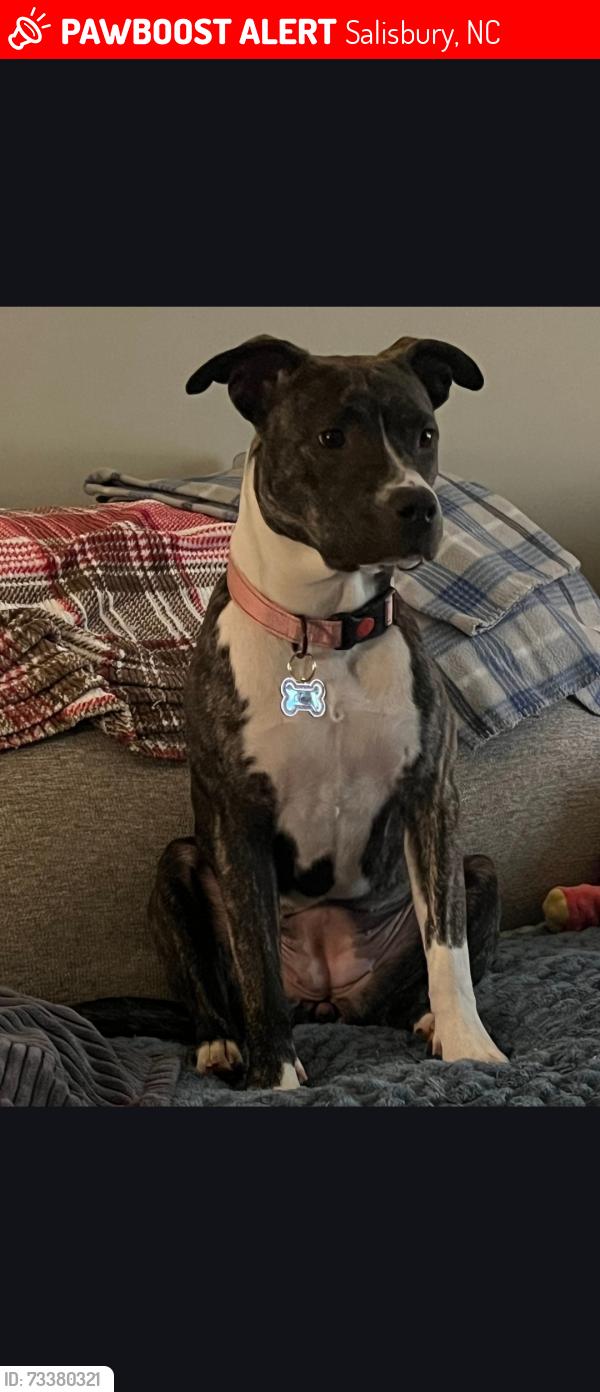 Lost Female Dog last seen Grace church rd, Salisbury, NC 28147