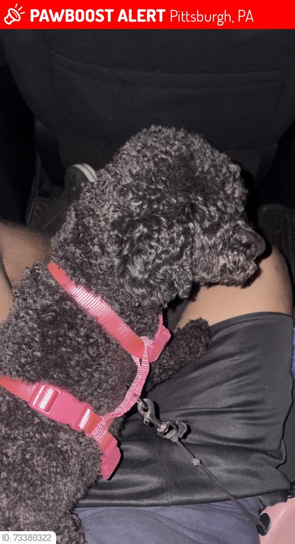 Lost Female Dog last seen Near Poplargrove street, Pittsburgh, PA 15210