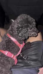 Lost Female Dog last seen Near Poplargrove street, Pittsburgh, PA 15210