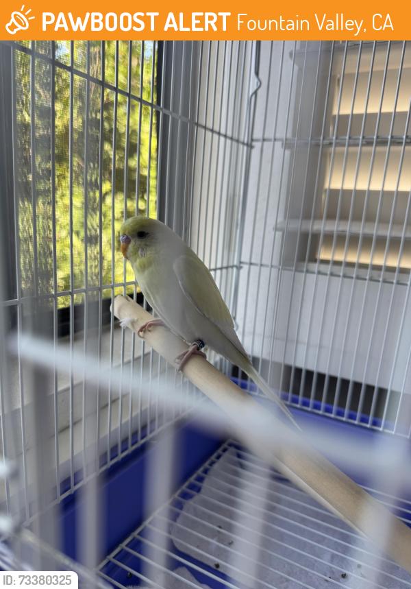 Found/Stray Unknown Bird last seen Brookhurst and Talbert, Fountain Valley, CA 92708