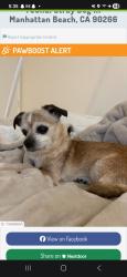 Reunited Male Dog last seen Pacific and 18th street, Manhattan Beach, CA 90266