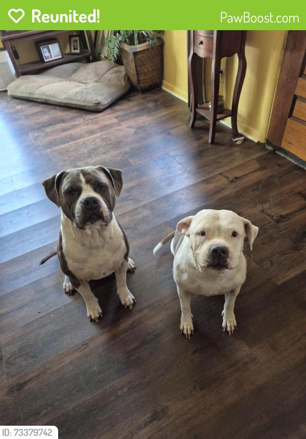 Reunited Male Dog last seen hmstd, Lehigh Acres, FL 33936