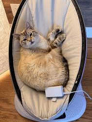 Lost Male Cat last seen Lake in the Hills Mobile Home Park, Auburn Hills, MI 48326